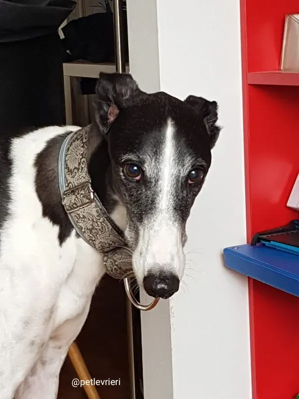 rio adozione greyhound macao 2