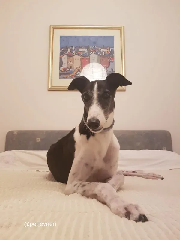 rio adozione greyhound macao 3