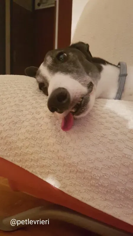 rio adozione greyhound macao 4