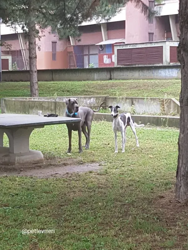rio adozione greyhound macao
