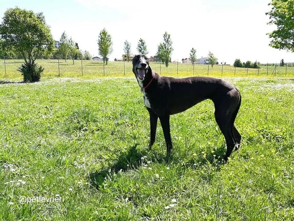 rise to me adozione greyhound macao 2