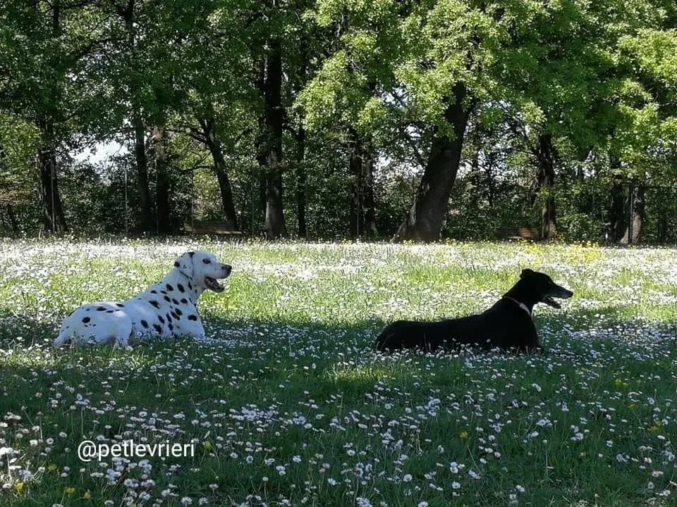 rise to me adozione greyhound macao3