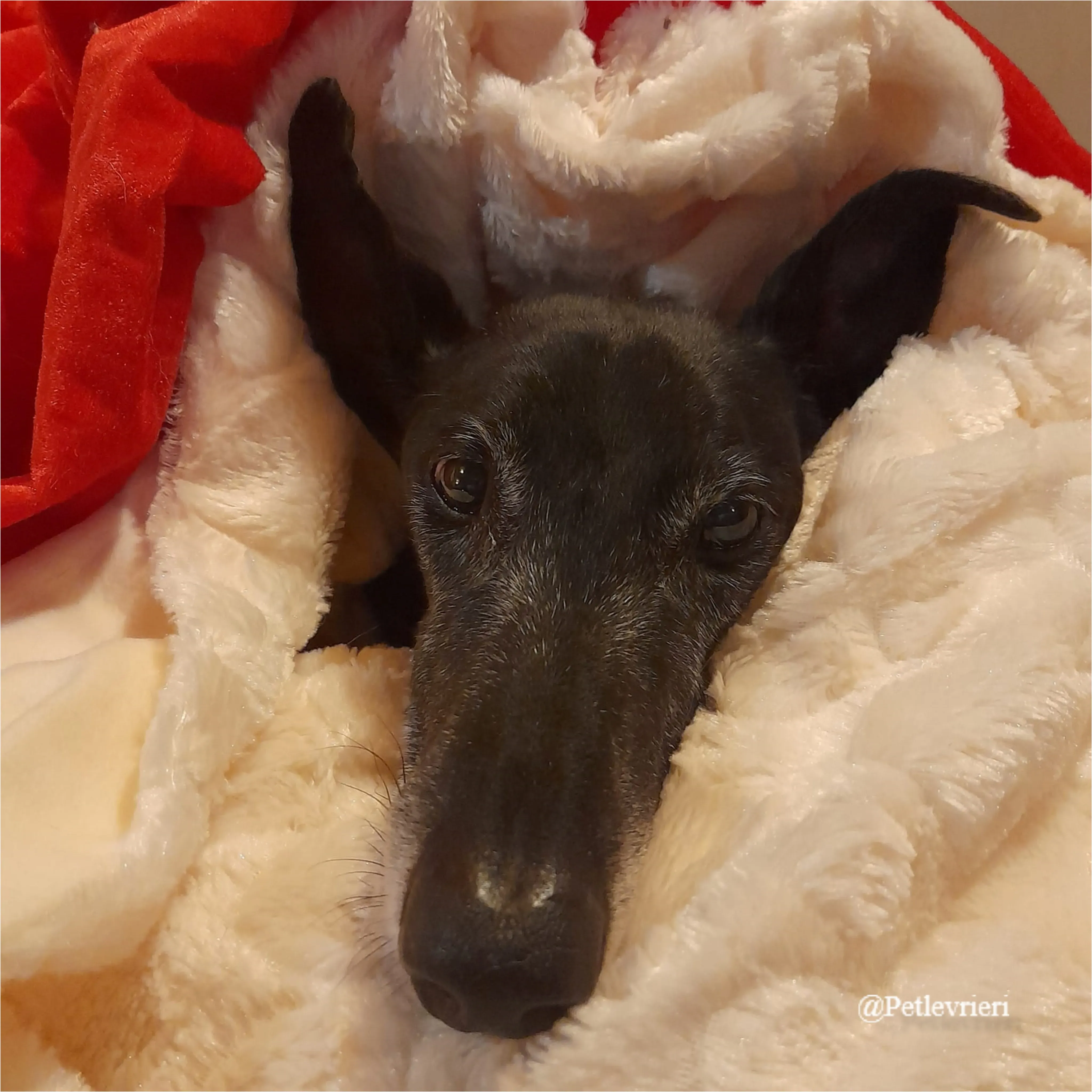 rita pet levrieri natale 2021