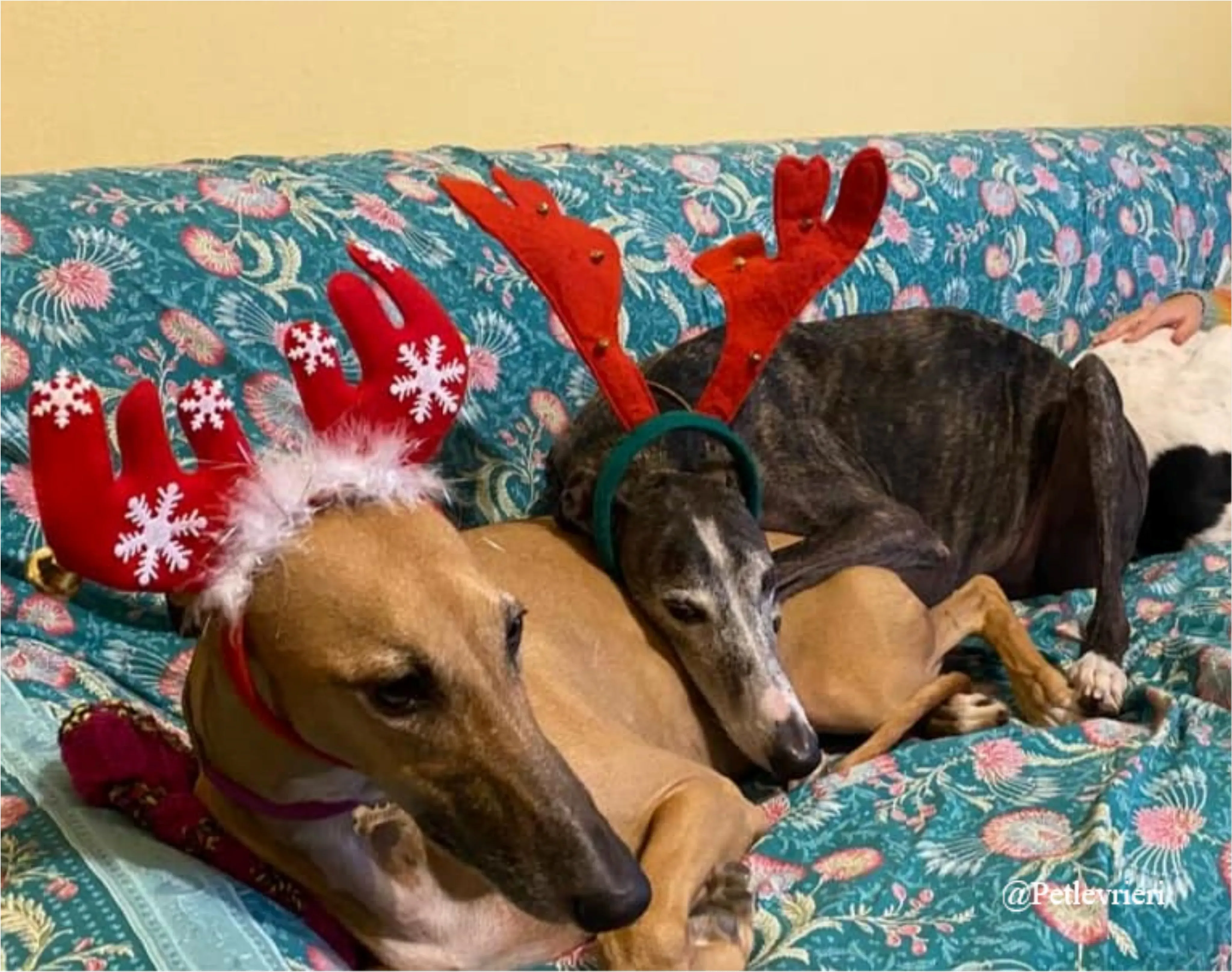 roberta pet levrieri natale 2021 1
