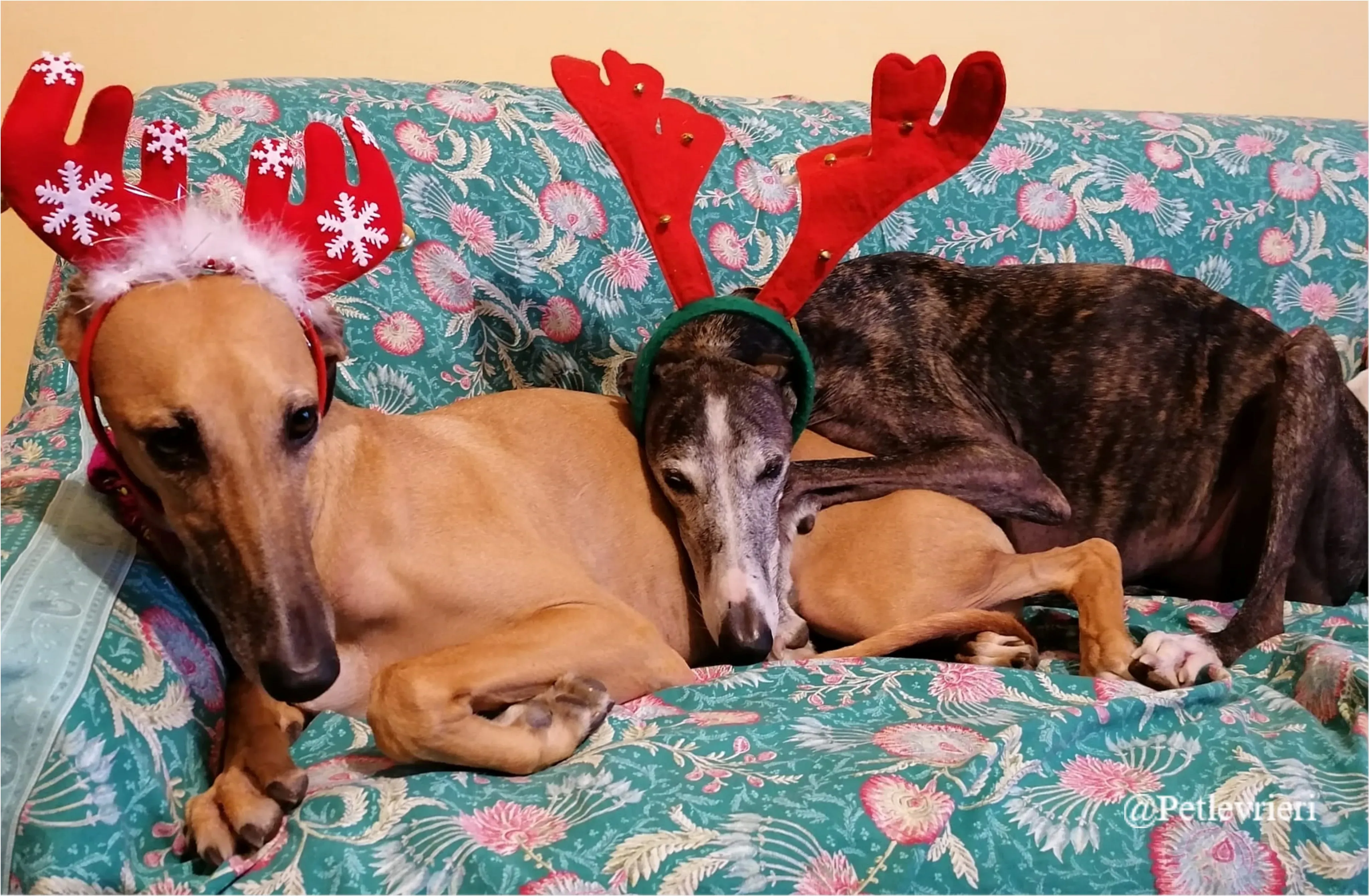 roberta pet levrieri natale 2021 2