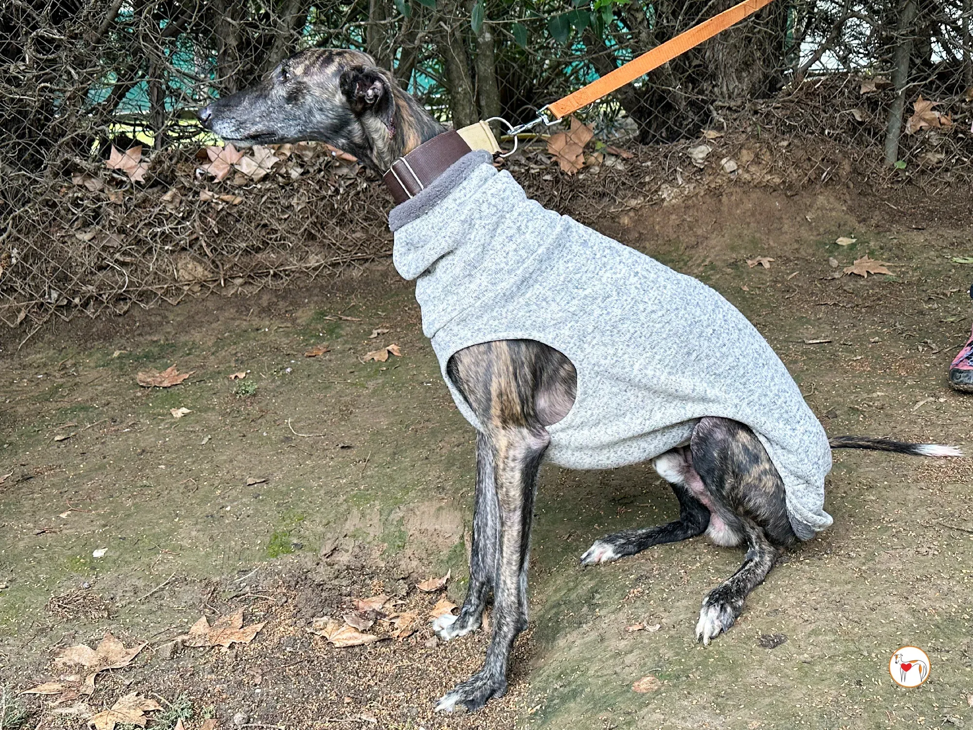 roberto galgo adozione 01