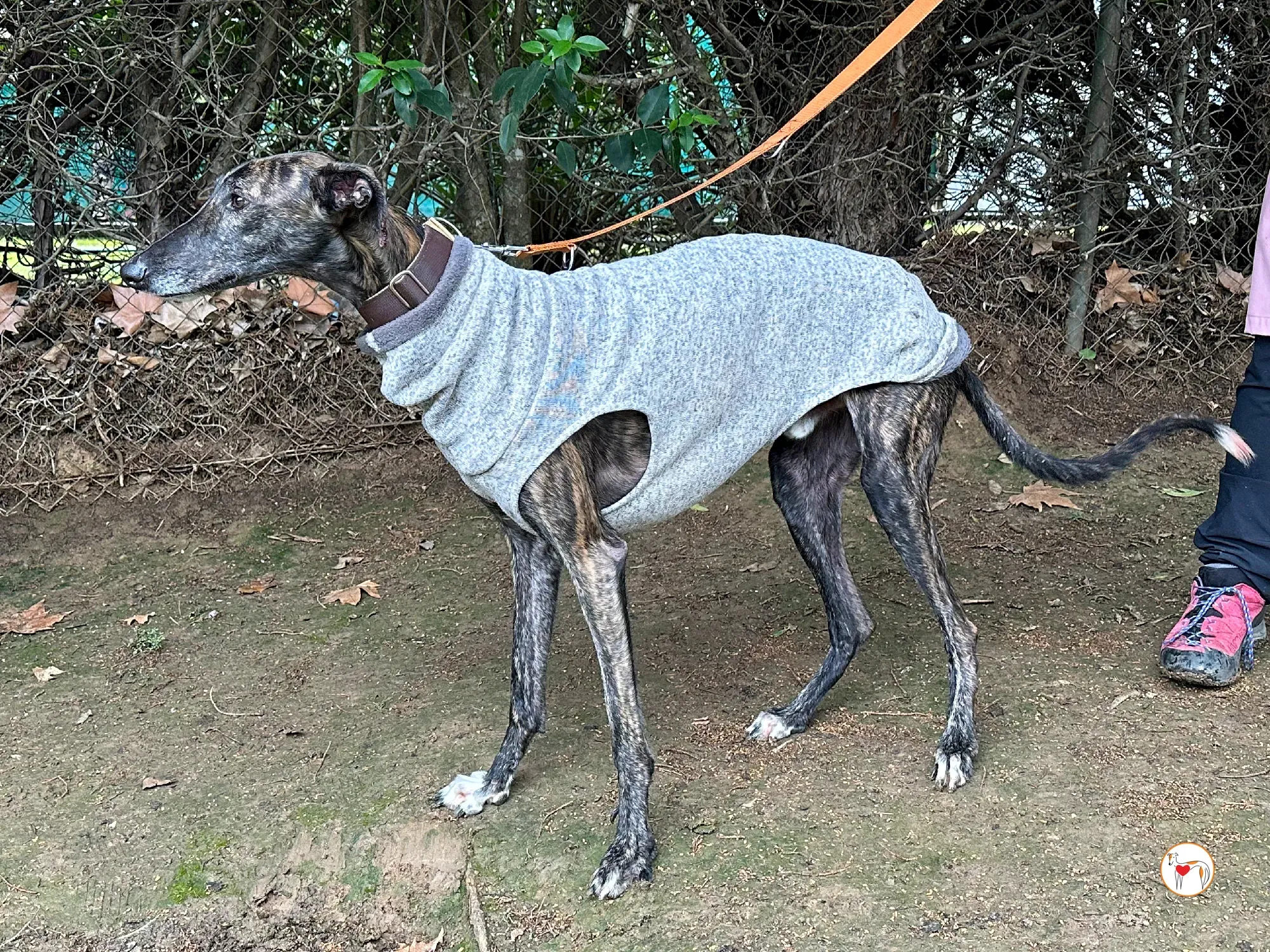 roberto galgo adozione 02