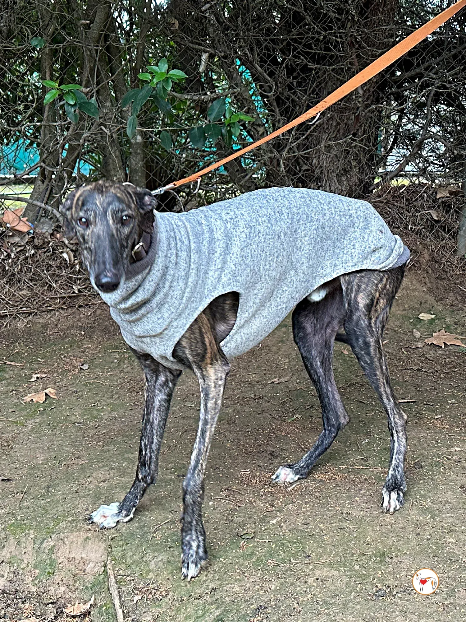 roberto galgo adozione 03