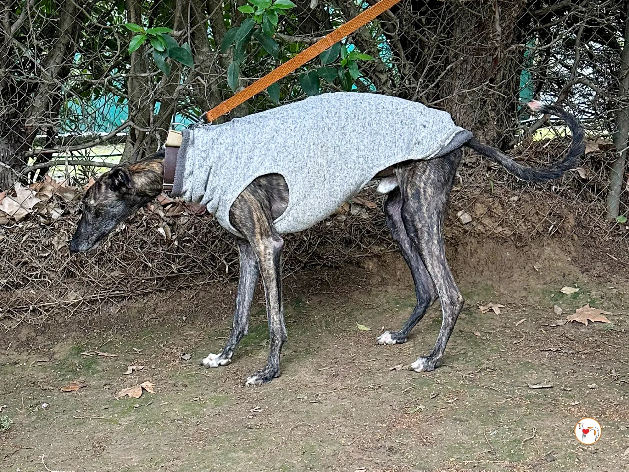 roberto galgo adozione 04