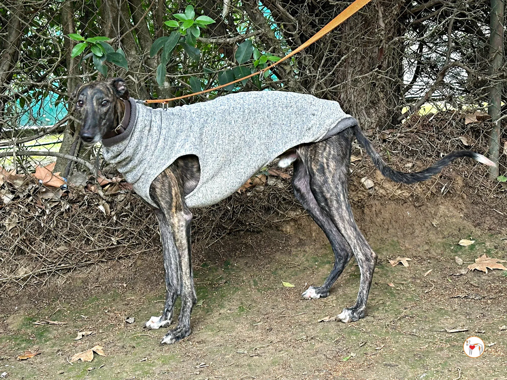 roberto galgo adozione 05