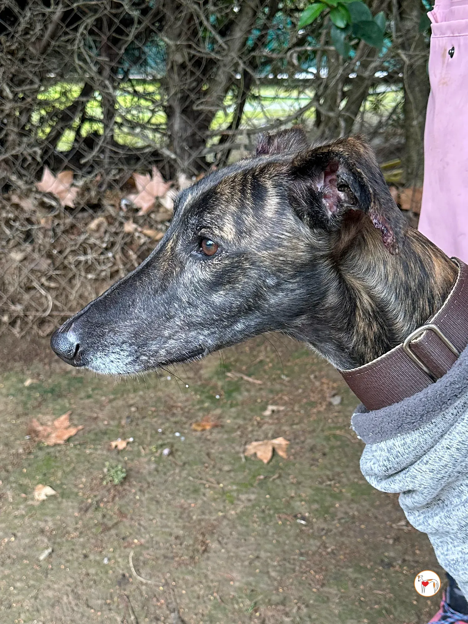 roberto galgo adozione 06