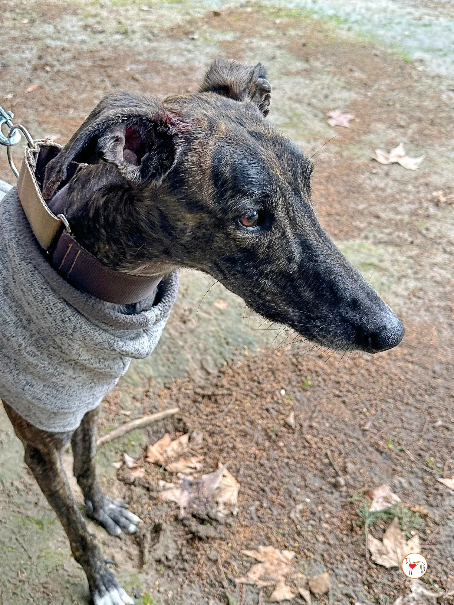 roberto galgo adozione 07