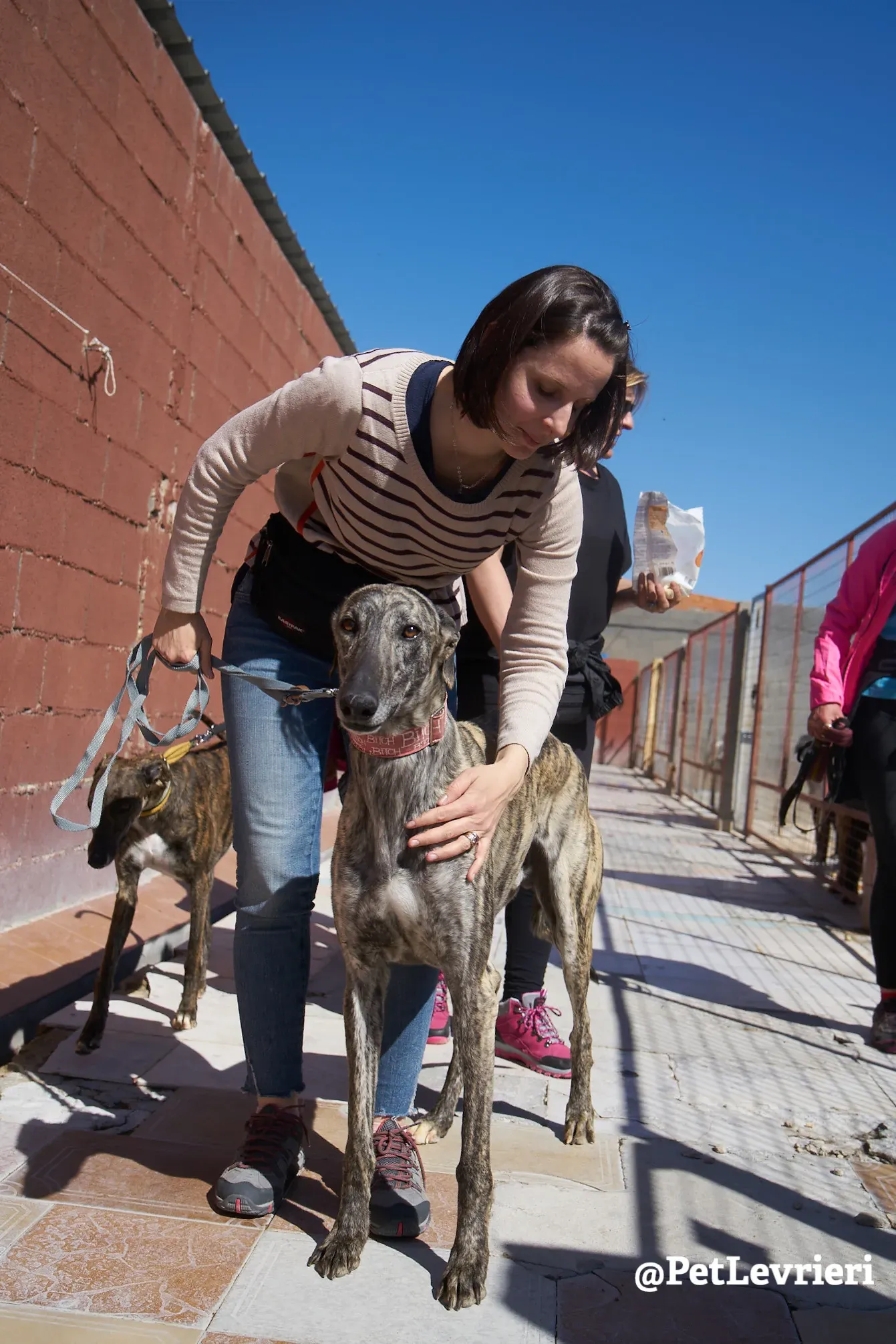 robin adozione galgo 1