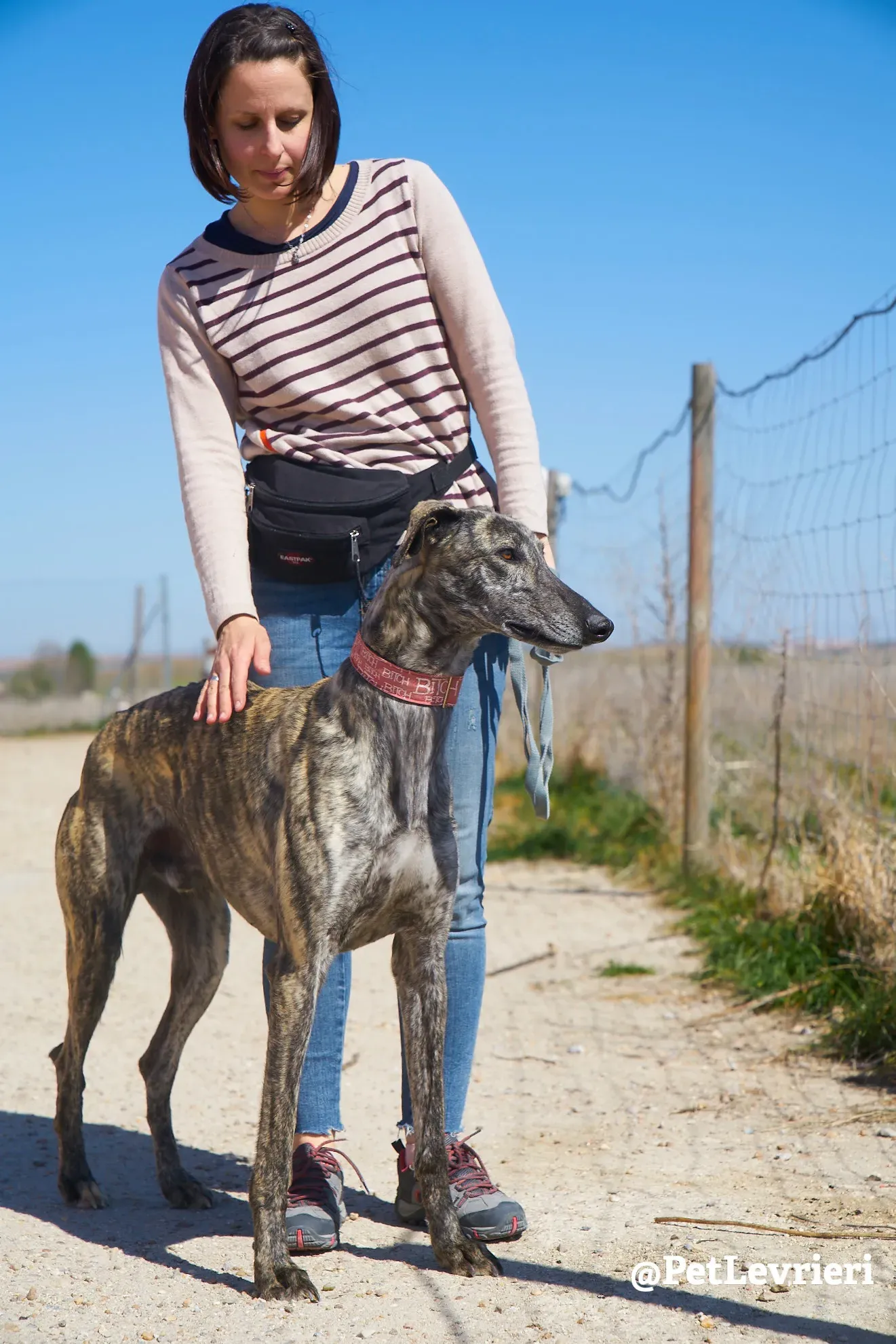 robin adozione galgo 2