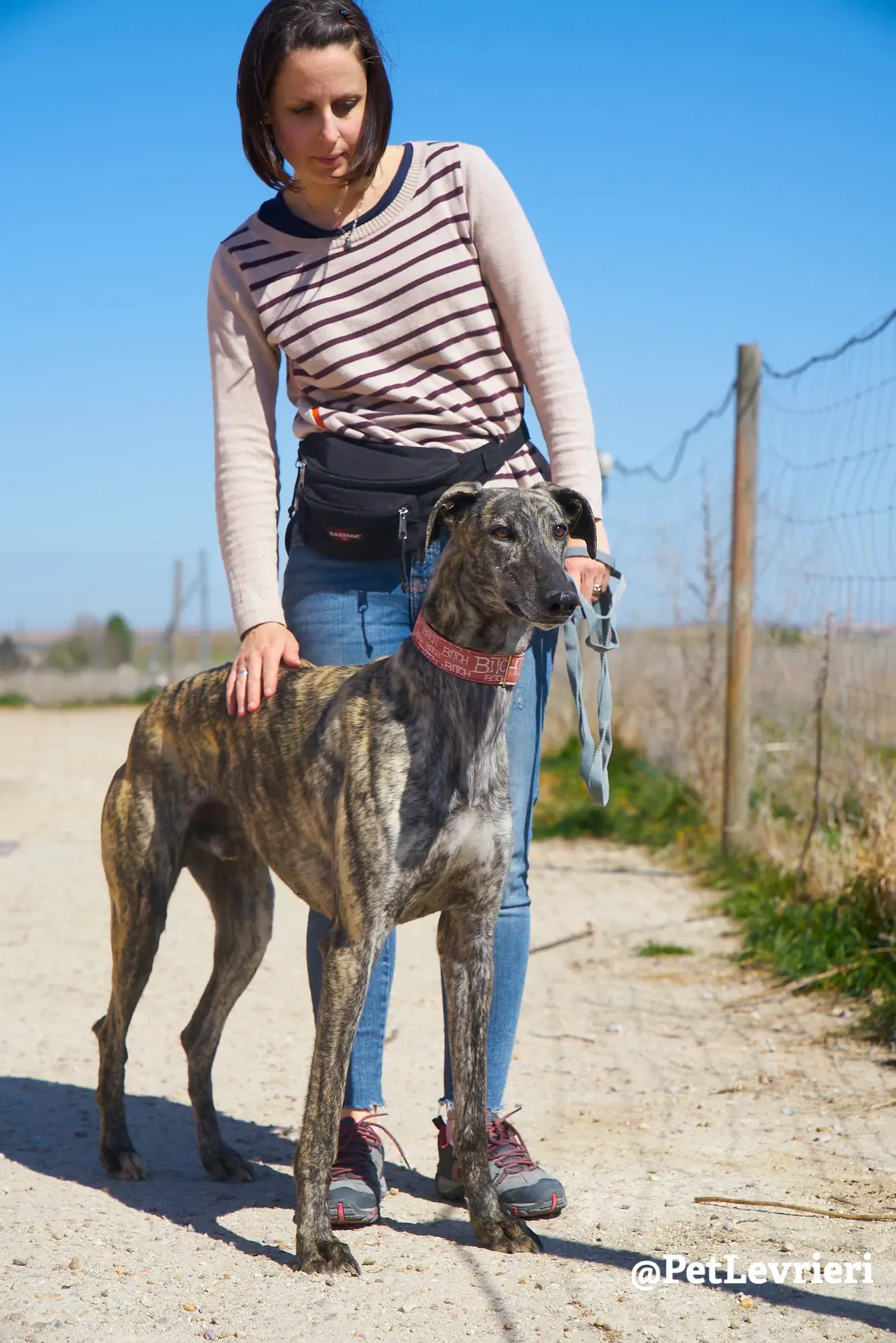 robin adozione galgo 3