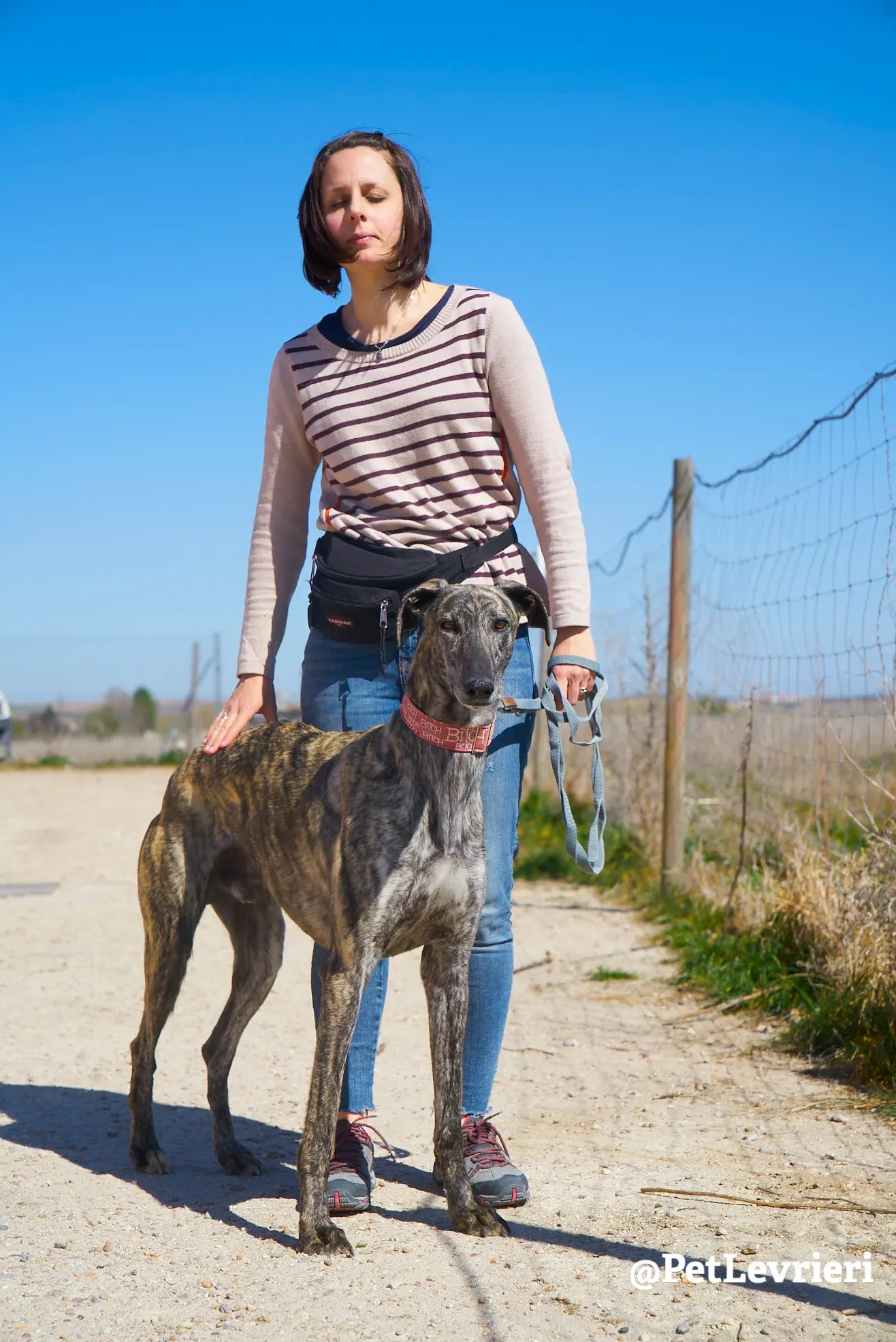 robin adozione galgo 4