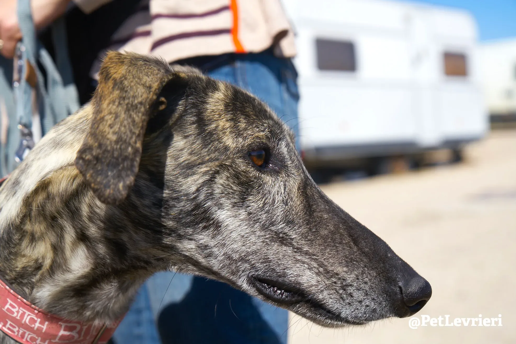 robin adozione galgo 5