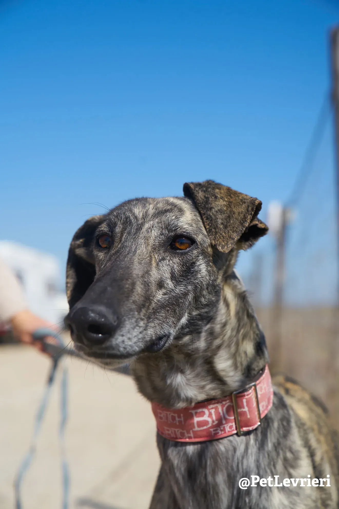 robin adozione galgo 6