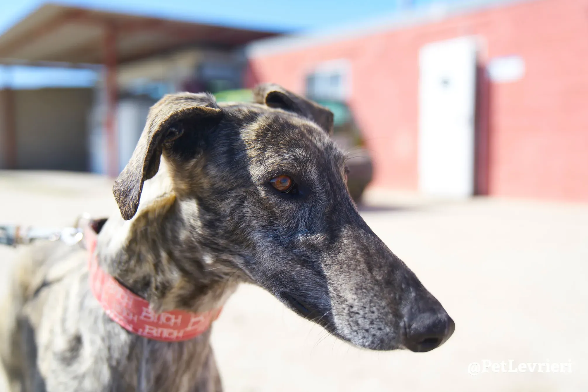 robin adozione galgo 7