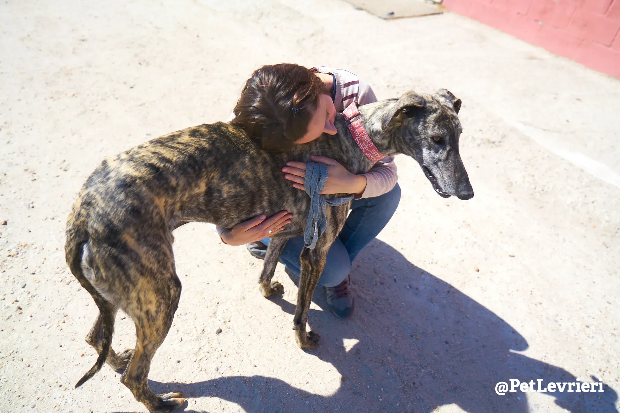 robin adozione galgo 8