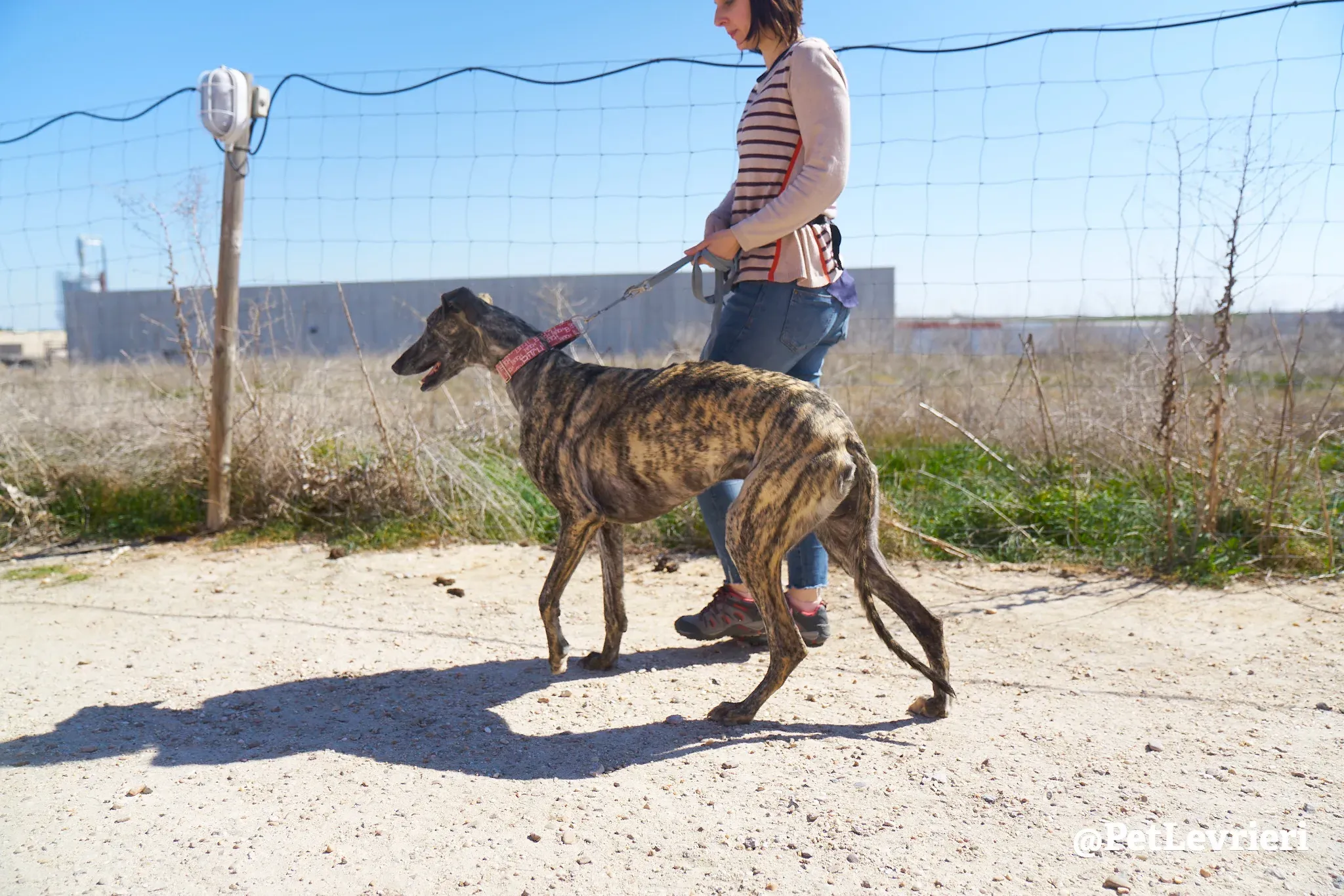 robin adozione galgo 9