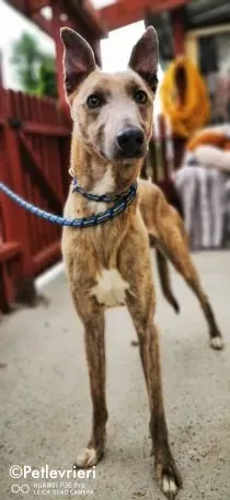 rocco adozione levrieri greyhound 1 2