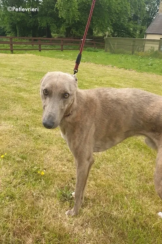 rocco adozione levrieri greyhound 1