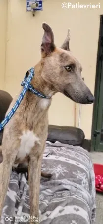 rocco adozione levrieri greyhound 2 1