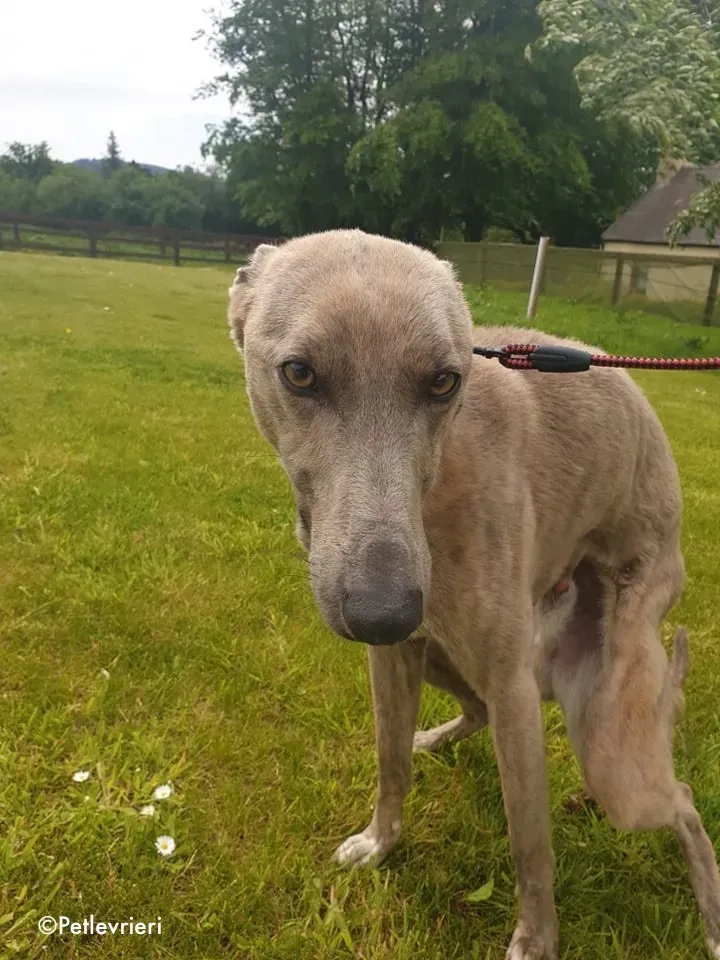 rocco adozione levrieri greyhound 2