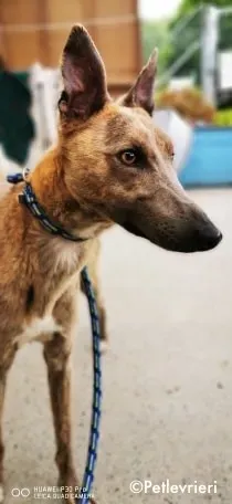 rocco adozione levrieri greyhound 3 1