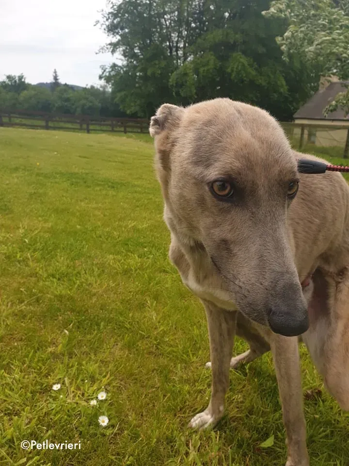 rocco adozione levrieri greyhound 3