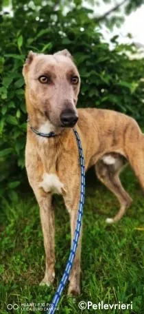 rocco adozione levrieri greyhound 4 1