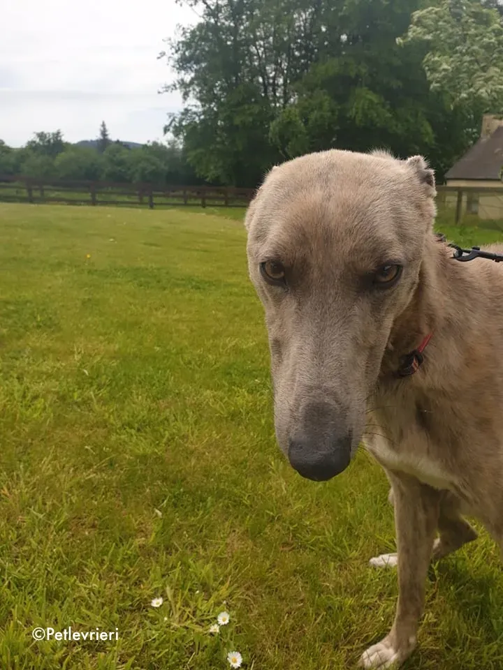 rocco adozione levrieri greyhound 4
