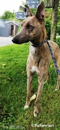 rocco adozione levrieri greyhound 5 1