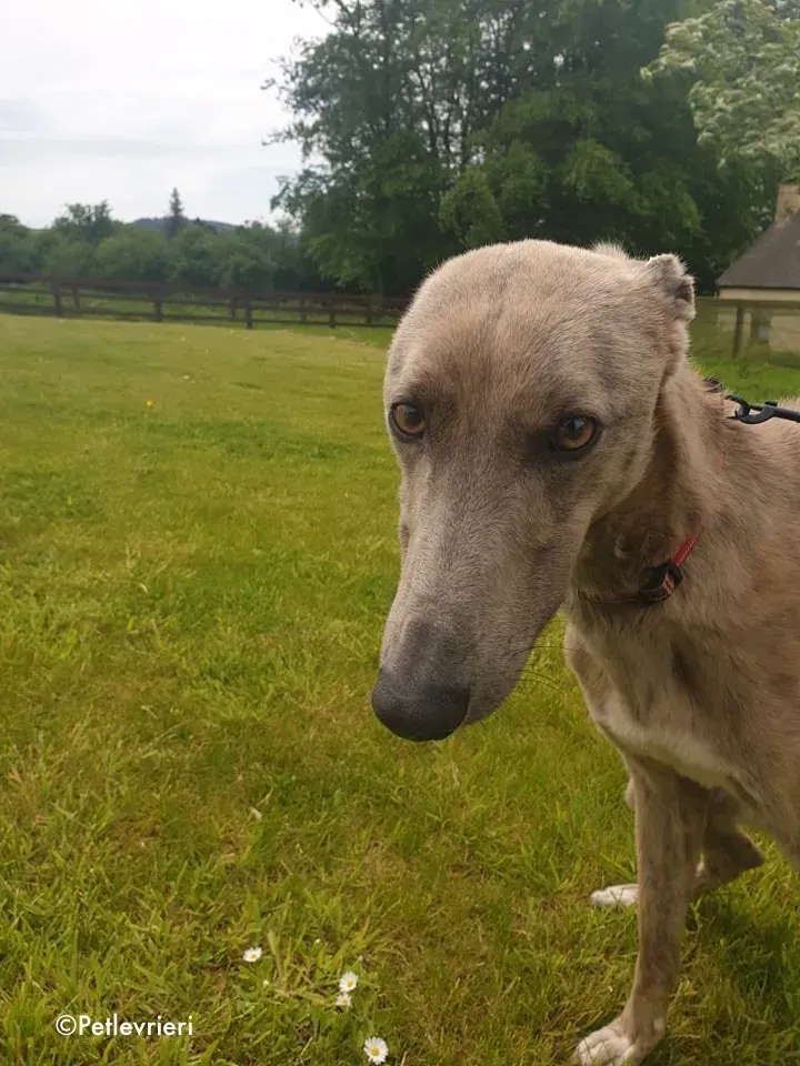rocco adozione levrieri greyhound 5