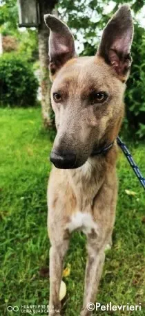 rocco adozione levrieri greyhound 6 1