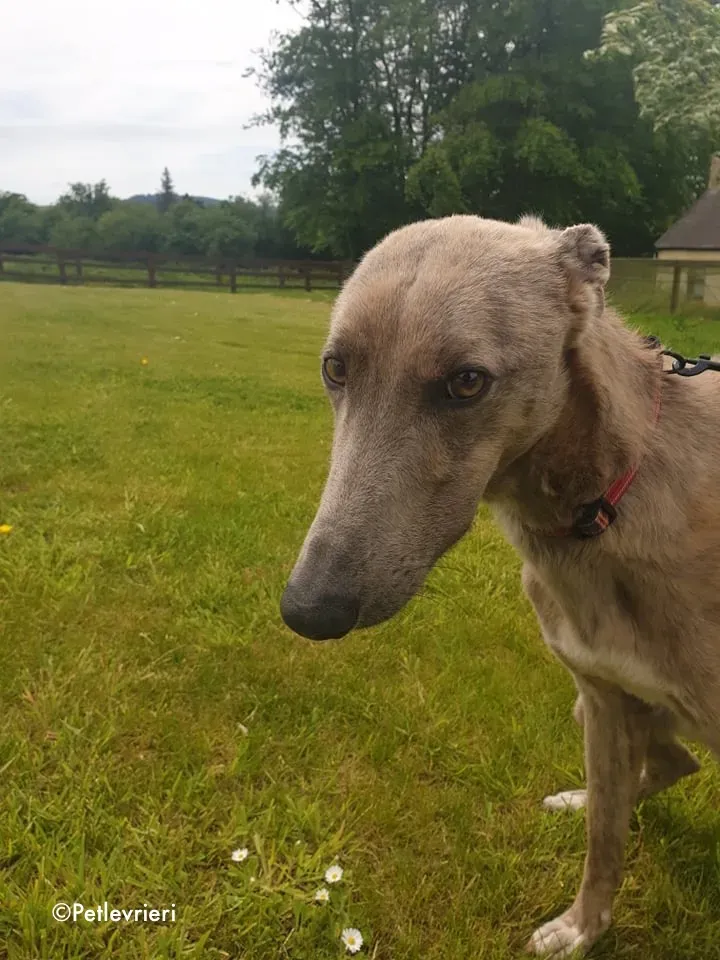 rocco adozione levrieri greyhound 6