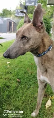 rocco adozione levrieri greyhound 7 1