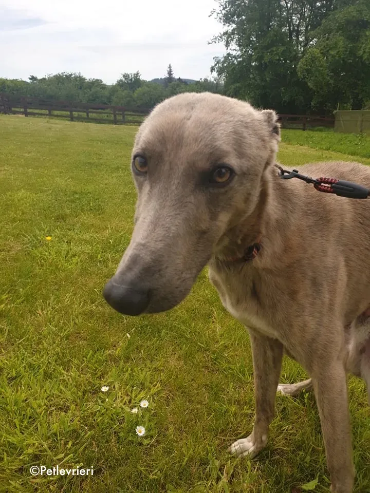 rocco adozione levrieri greyhound 7