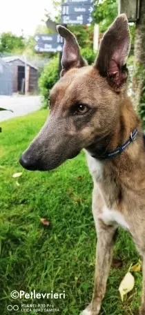 rocco adozione levrieri greyhound 8 1