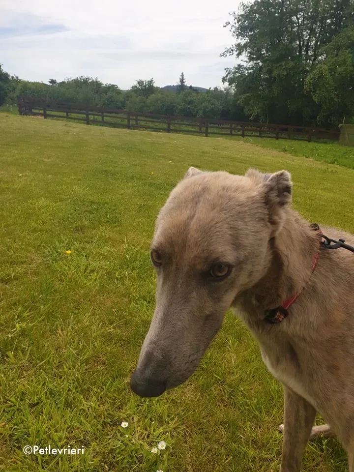 rocco adozione levrieri greyhound 8