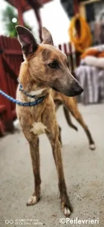 rocco adozione levrieri greyhound 9 1
