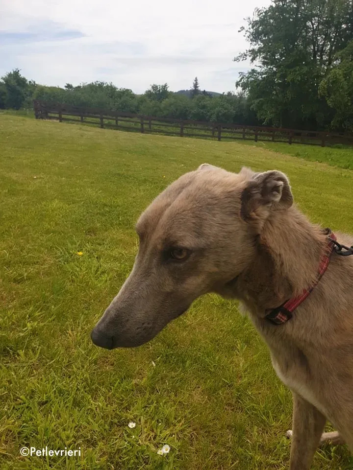 rocco adozione levrieri greyhound 9