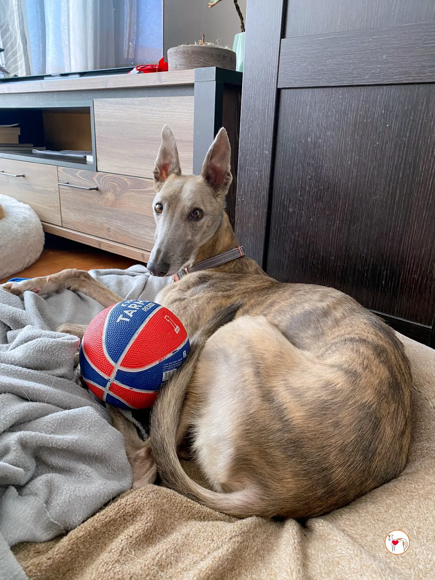 rocco grey adozione 11