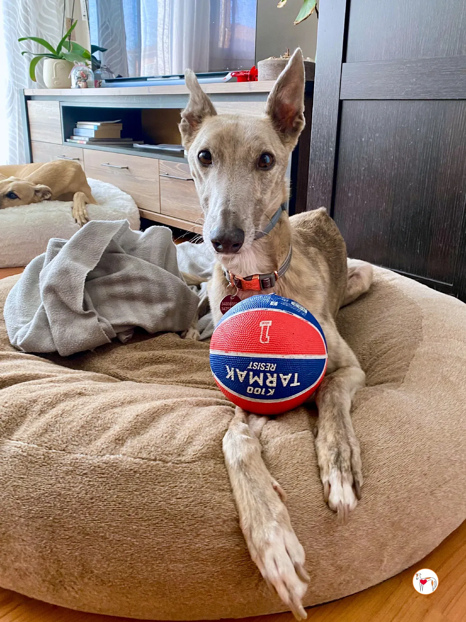 rocco grey adozione 12