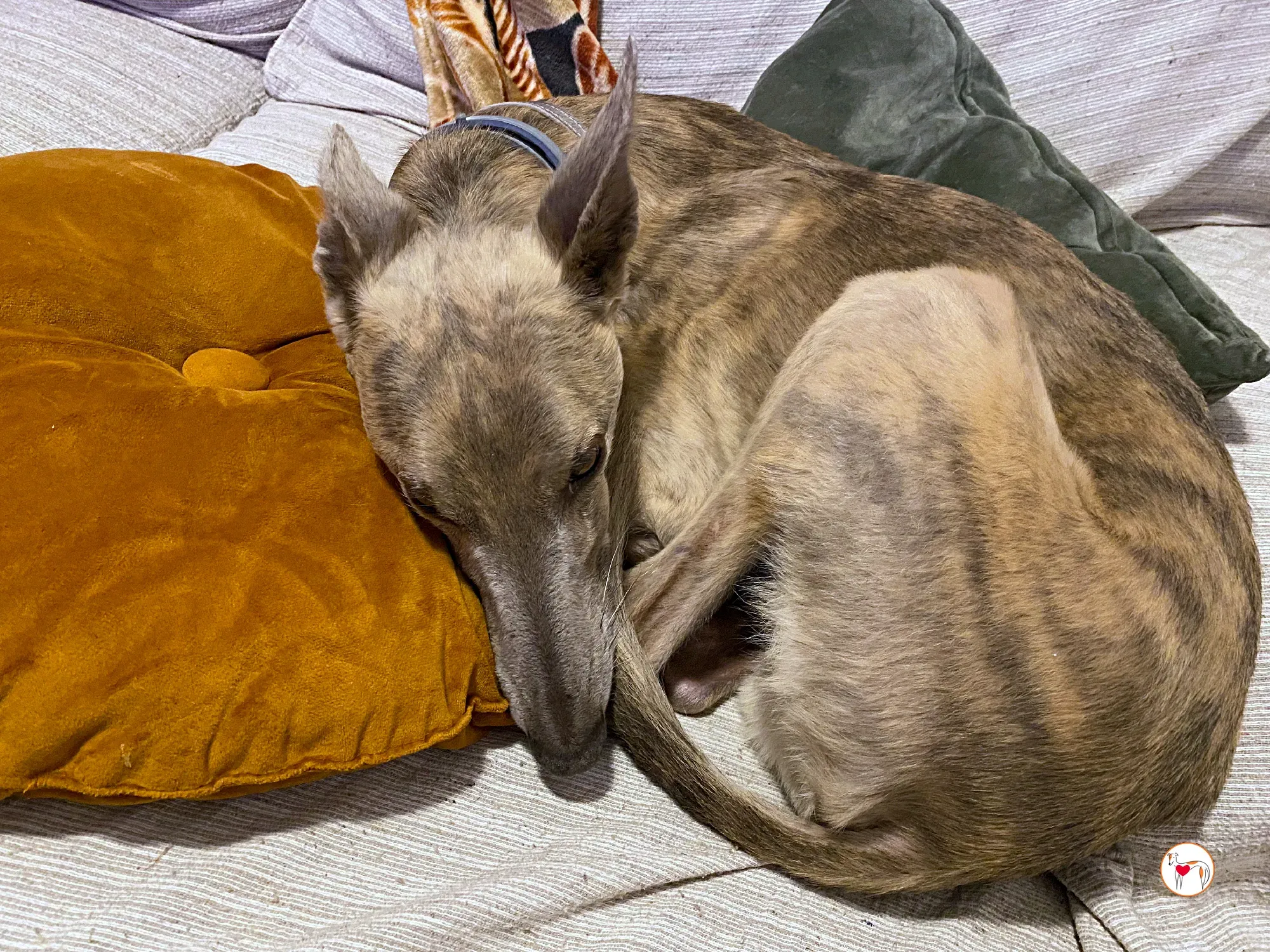 rocco grey adozione 13