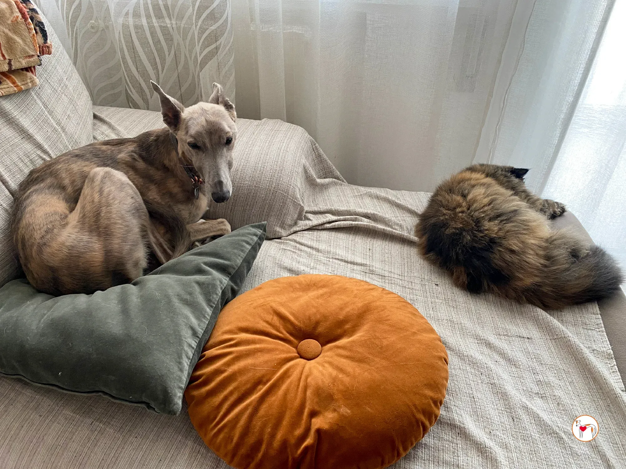 rocco grey adozione 14