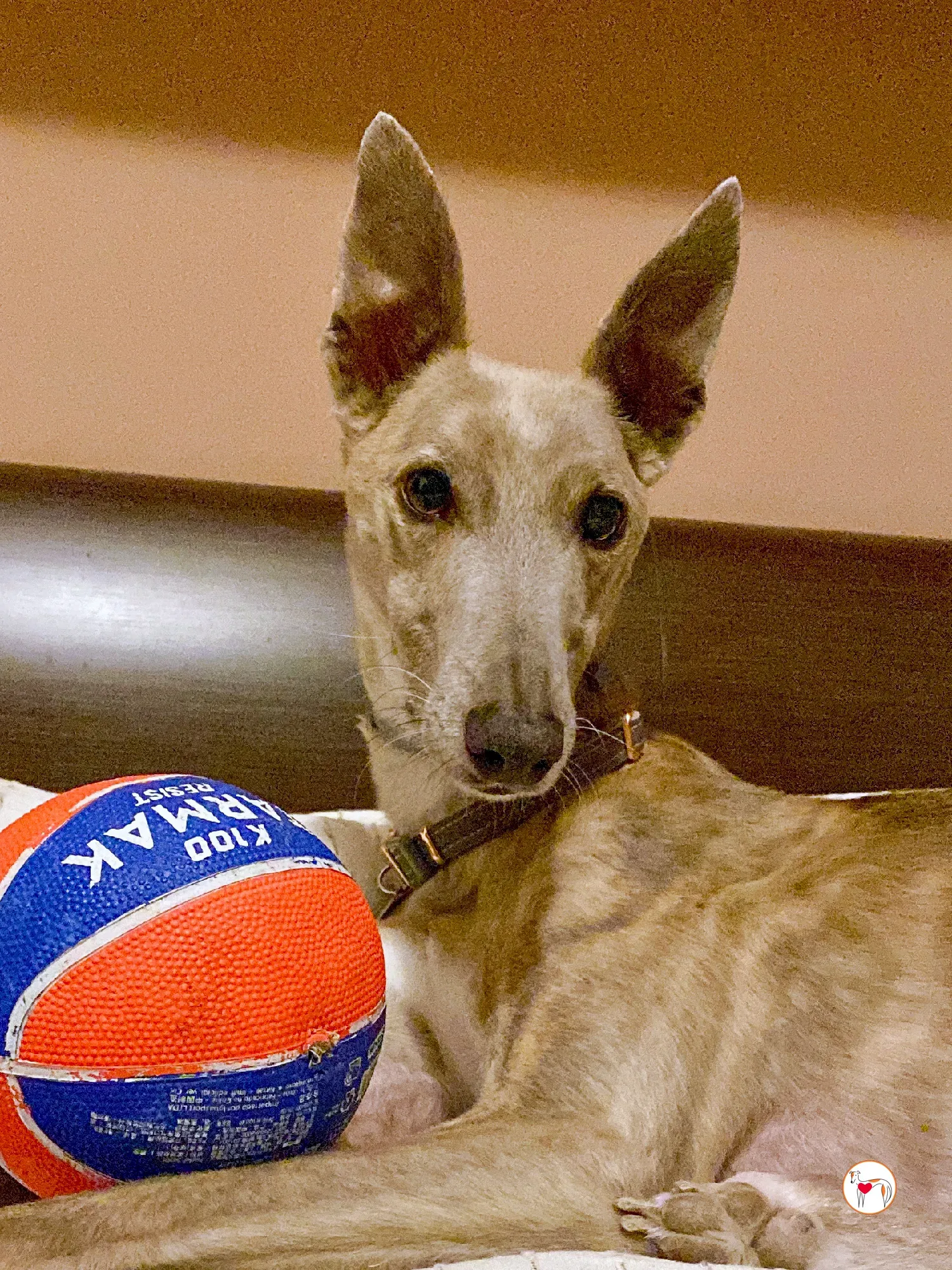 rocco grey adozione 15