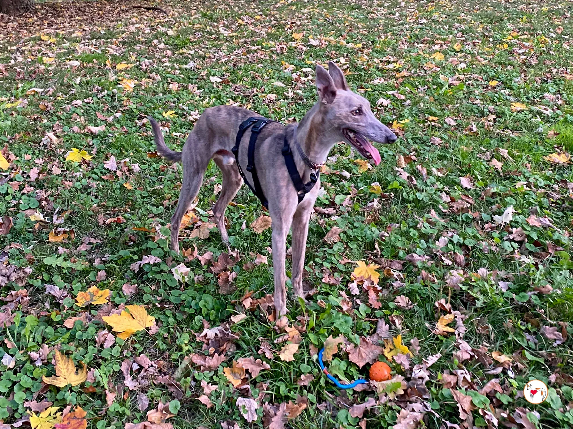 rocco grey adozione 16