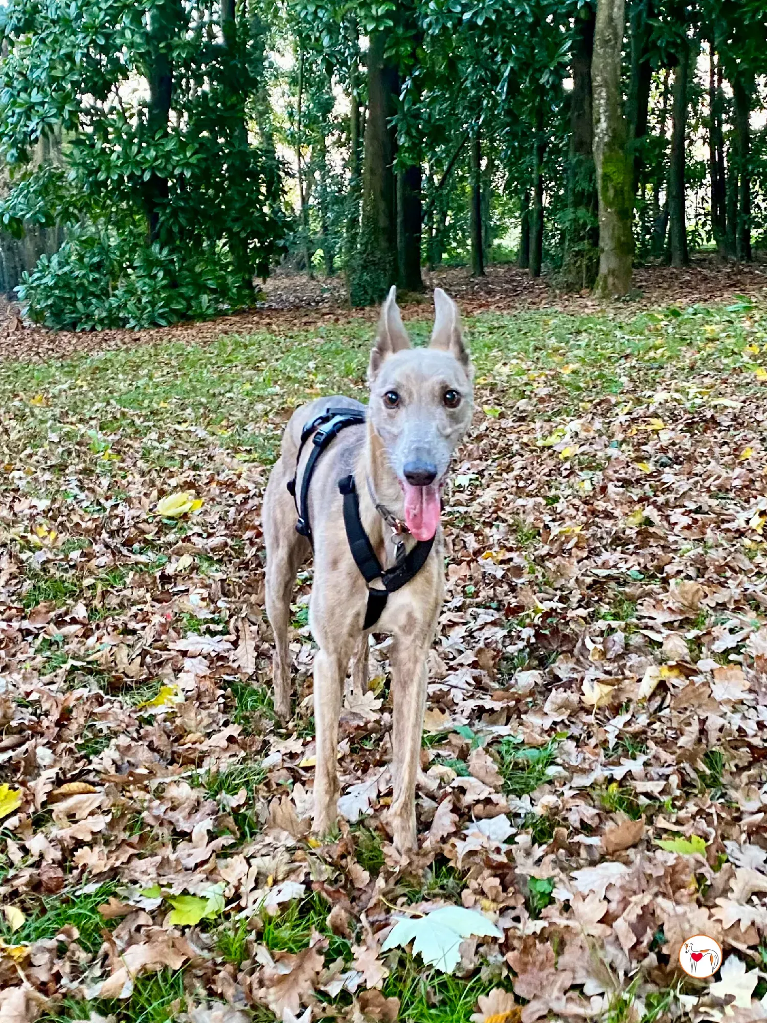 rocco grey adozione 17